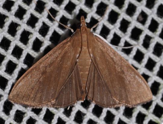 Torqueola monophaes