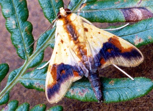 Tetracona pictalis