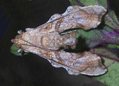 Terastia subjectalis