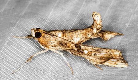 Terastia subjectalis