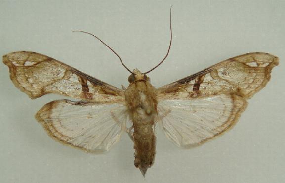 Terastia subjectalis