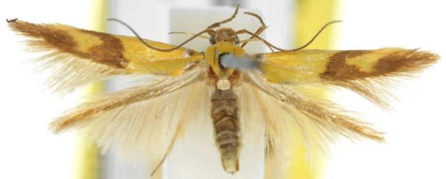 Stathmopoda crocophanes