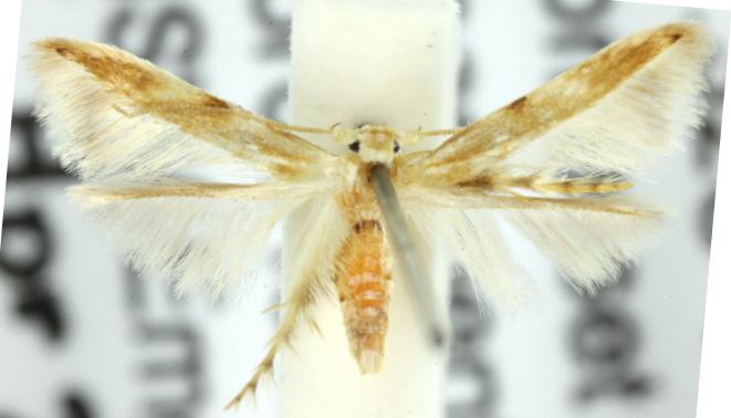 Calicotis crucifera