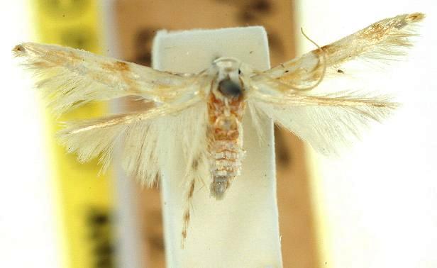 Calicotis sialota