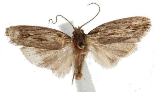 Agriophara cinerosa