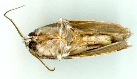 Agriophara confertella