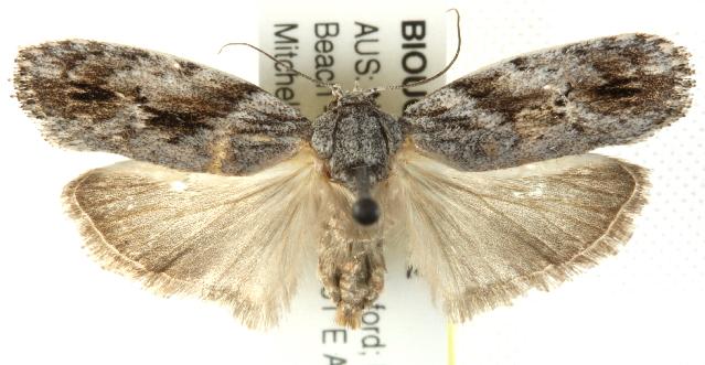 Agriophara confertella
