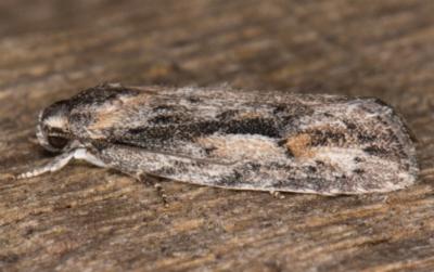 Agriophara discobola