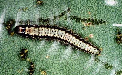 Agriophara platyscia