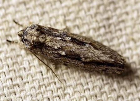 Agriophara platyscia