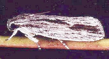 Agriophara platyscia