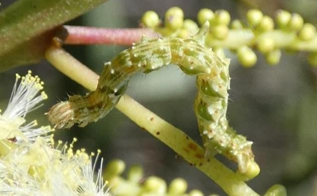 Traminda aventiaria