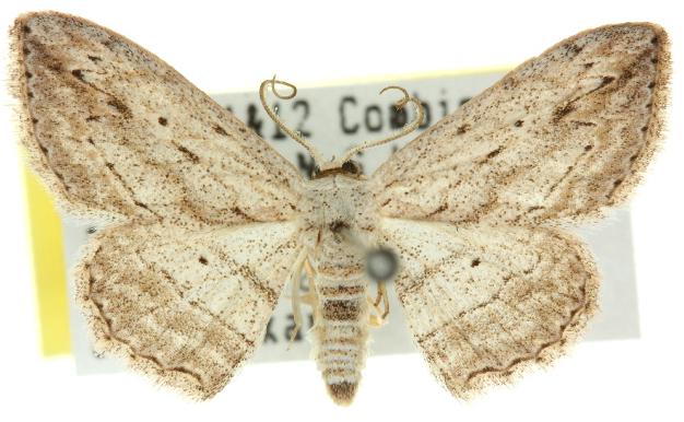 Scopula desita