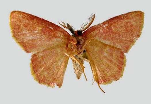 Chrysocraspeda eumeles