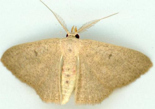 Perixera griseata