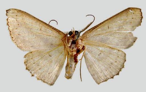 Cyclophora