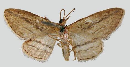 Scopula loxographa