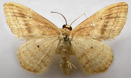 Scopula loxosema