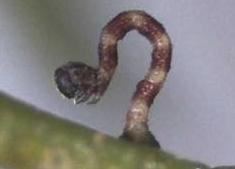 Idaea nephelota