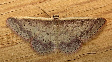 Idaea nephelota