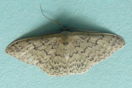 Idaea nephelota