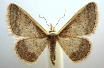 Idaea nephelota