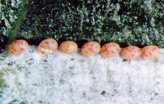 Scopula perlata