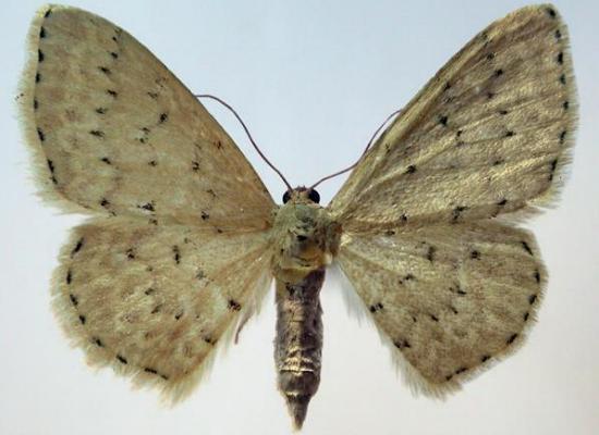 Idaea philocosma