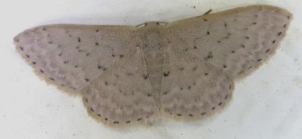 Idaea philocosma