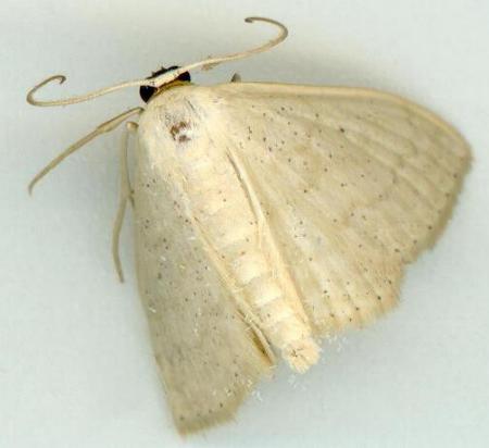 Scopula prosoeca