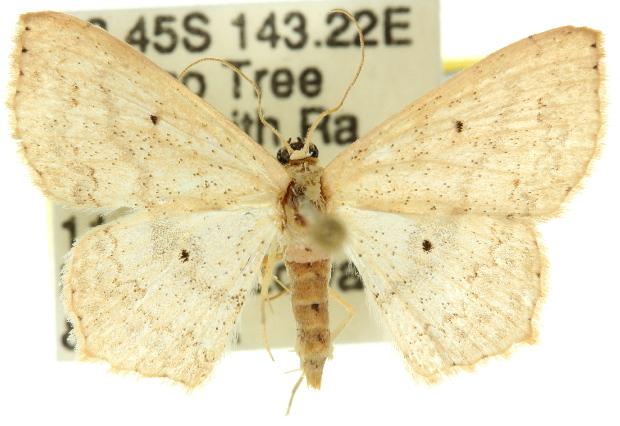 Scopula prosoeca