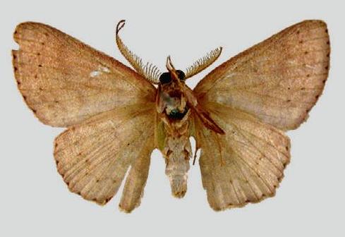 Cyclophora