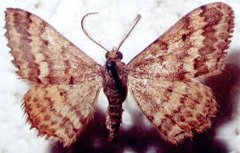 Scopula rubraria