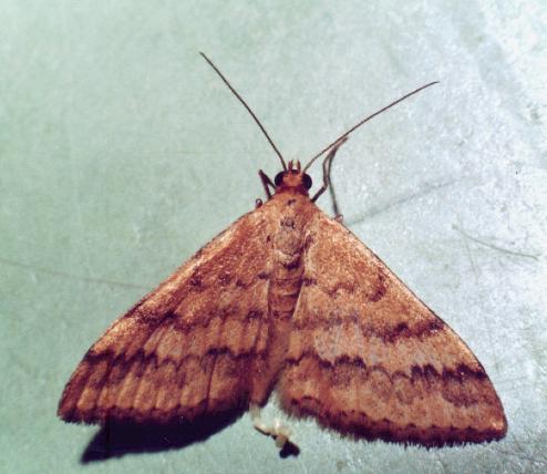 Scopula rubraria