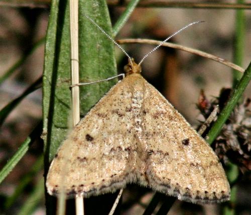 Scopula rubraria