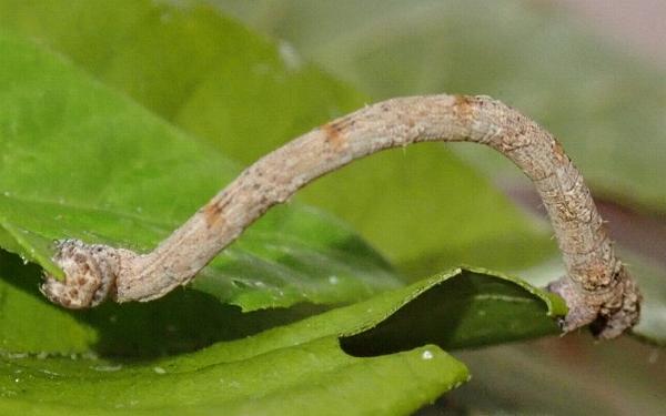 Somatina rufifascia