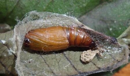 Somatina rufifascia