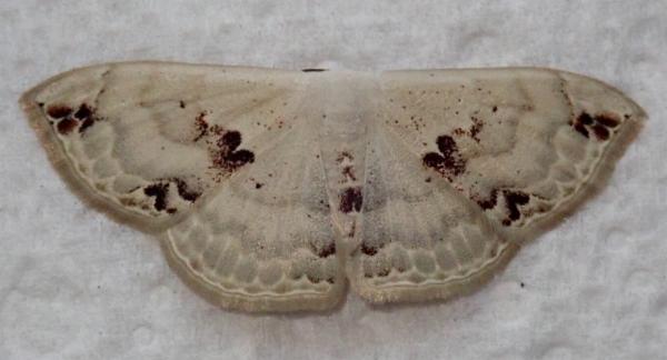 Somatina rufifascia