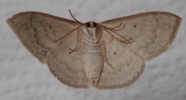 Somatina rufifascia