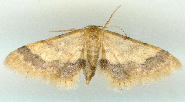 Idaea trypheropa