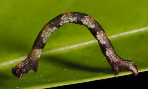 Cyclophora