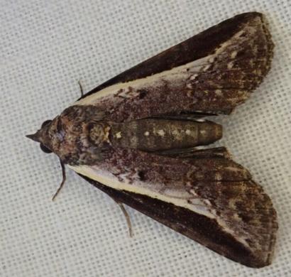 Lophoptera melanesigera