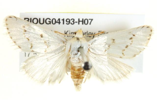 Austrazenia pura