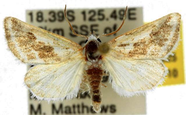Austrazenia tusa