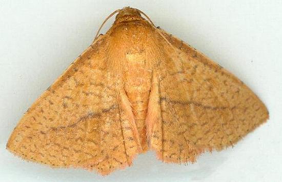 Striglina cinnamomea