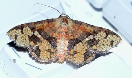 Canaea hyalospila