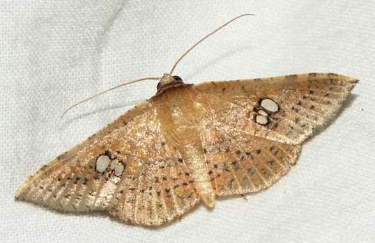 Banisia lobata