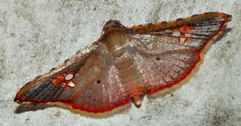 Mathoris loceusalis