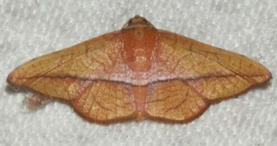 Aglaopus loxomita