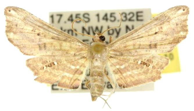 Picrostomastis marginepunctalis